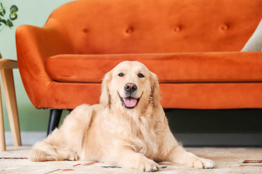 How to effectively clean carpets of pet fur and hair? 7clean-13-1